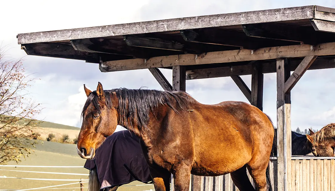 Ein Pferd steht mit geschlossenen Augen vor einer Heuraufe.