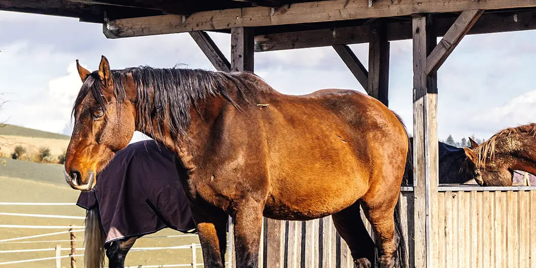 Ein Pferd steht mit geschlossenen Augen vor einer Heuraufe.