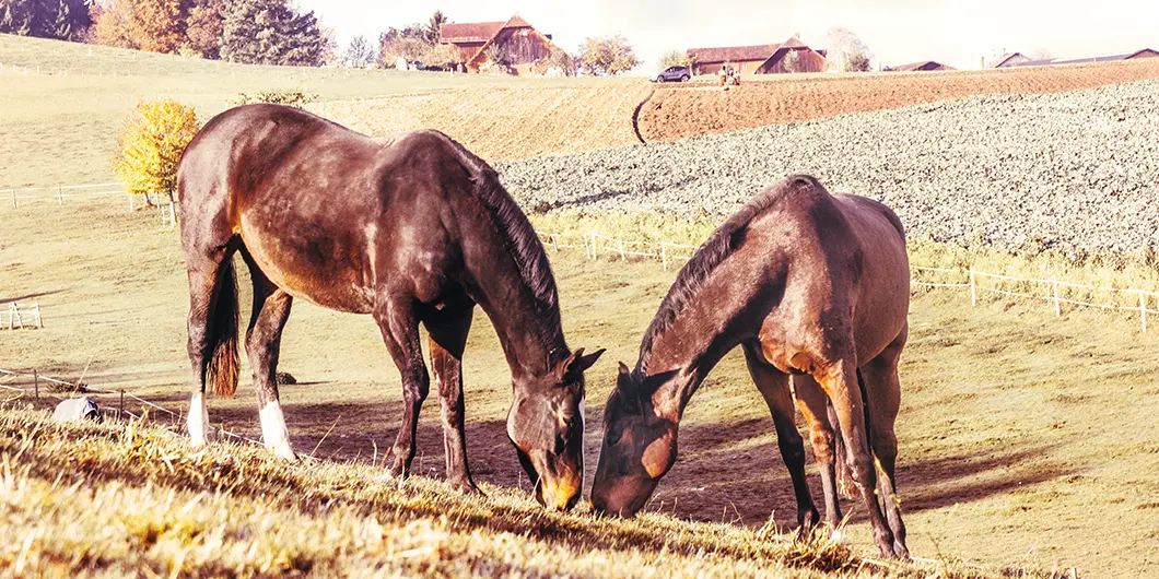 Zwei grasende Pferde auf der Weide im Pfaffnau.