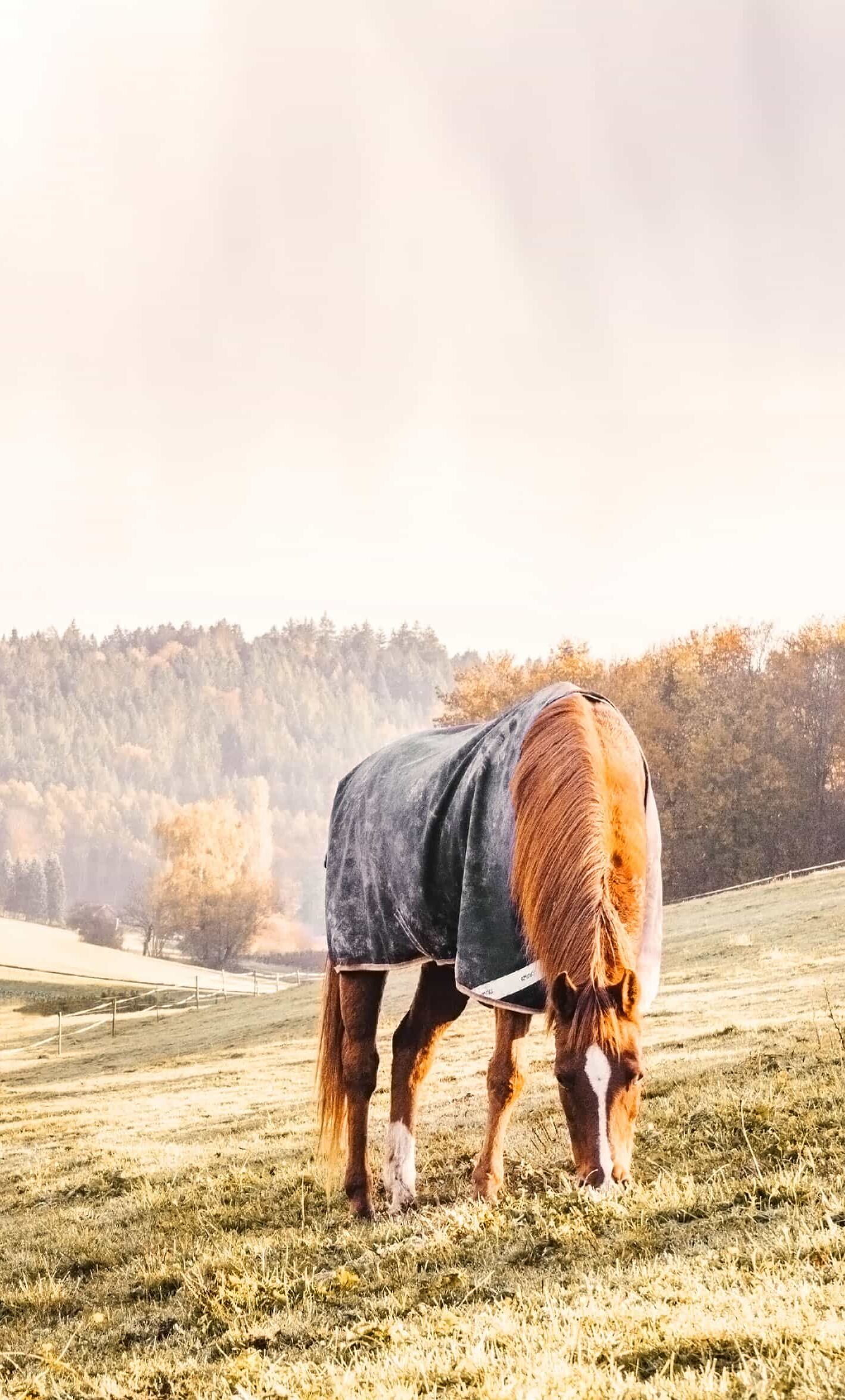 Pferde welches am Grasen ist