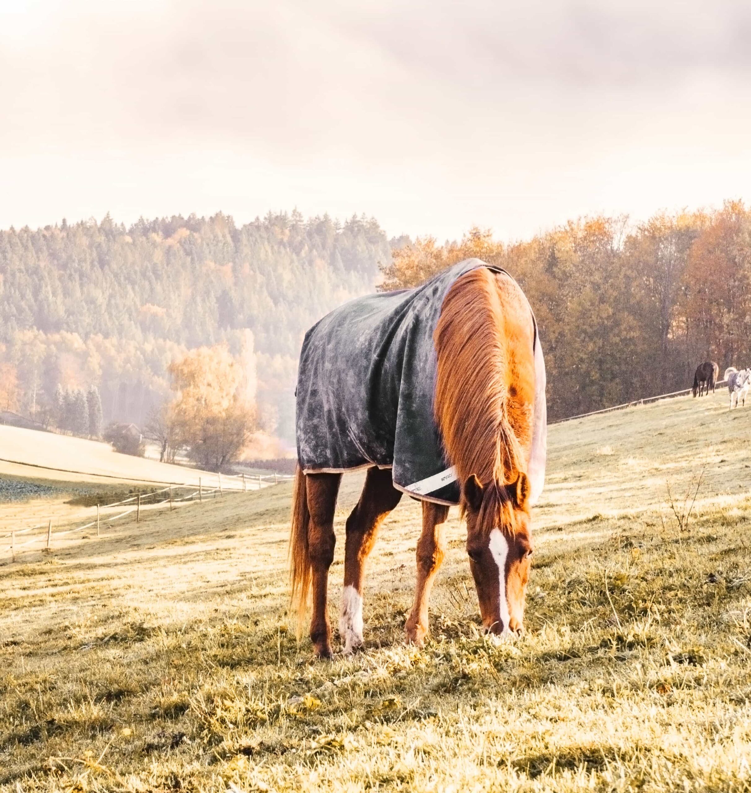 Pferde welches am Grasen ist