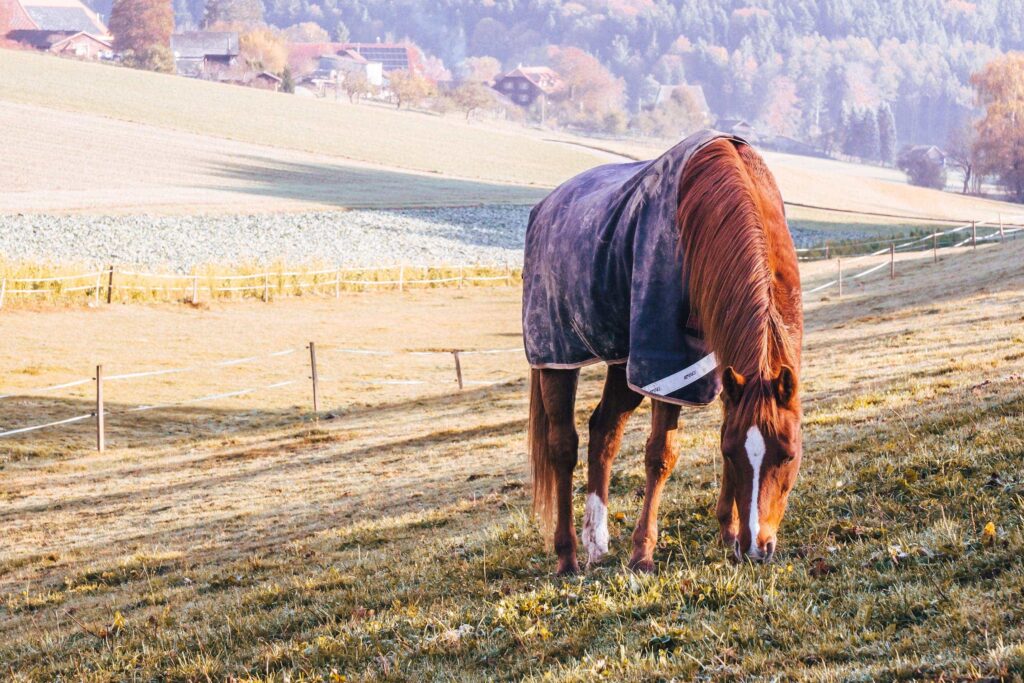 Grasendes Pferd auf Weide