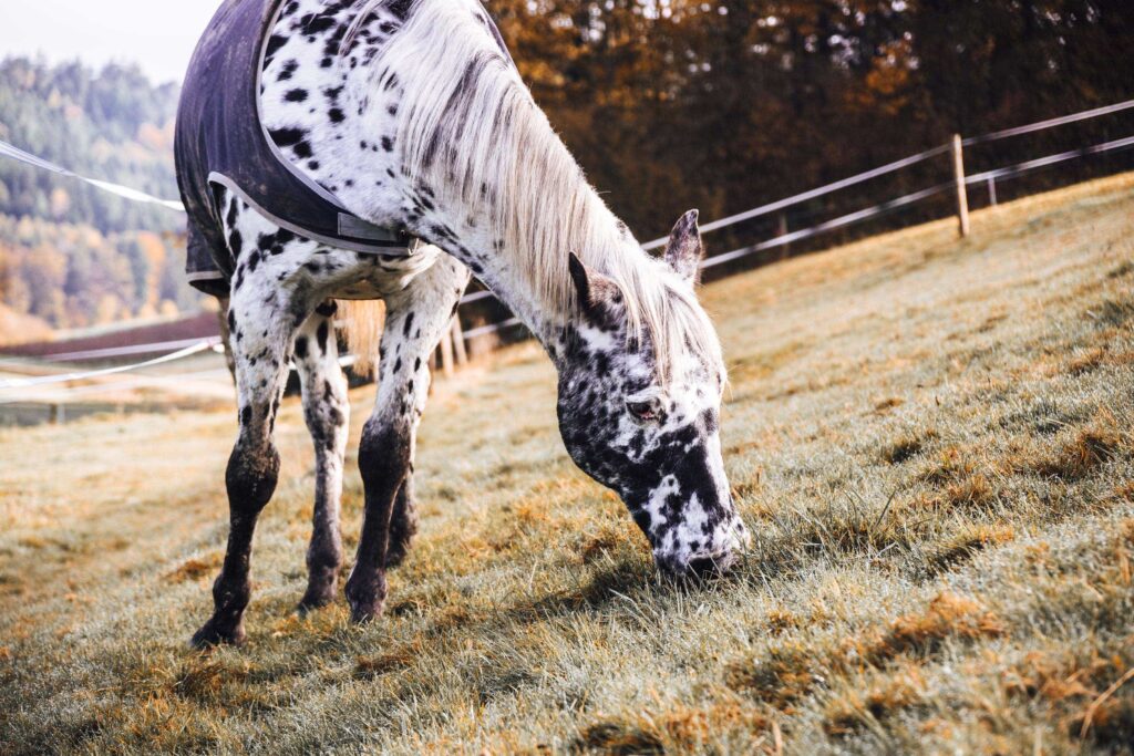 Grasendes Pferd auf Weide