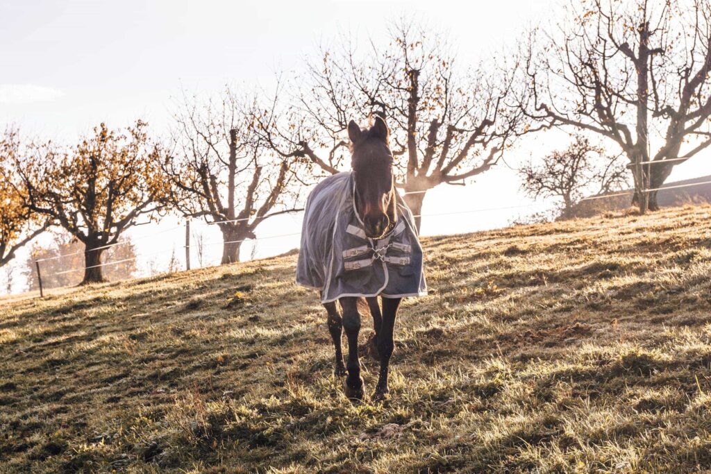 Pferd auf Weide