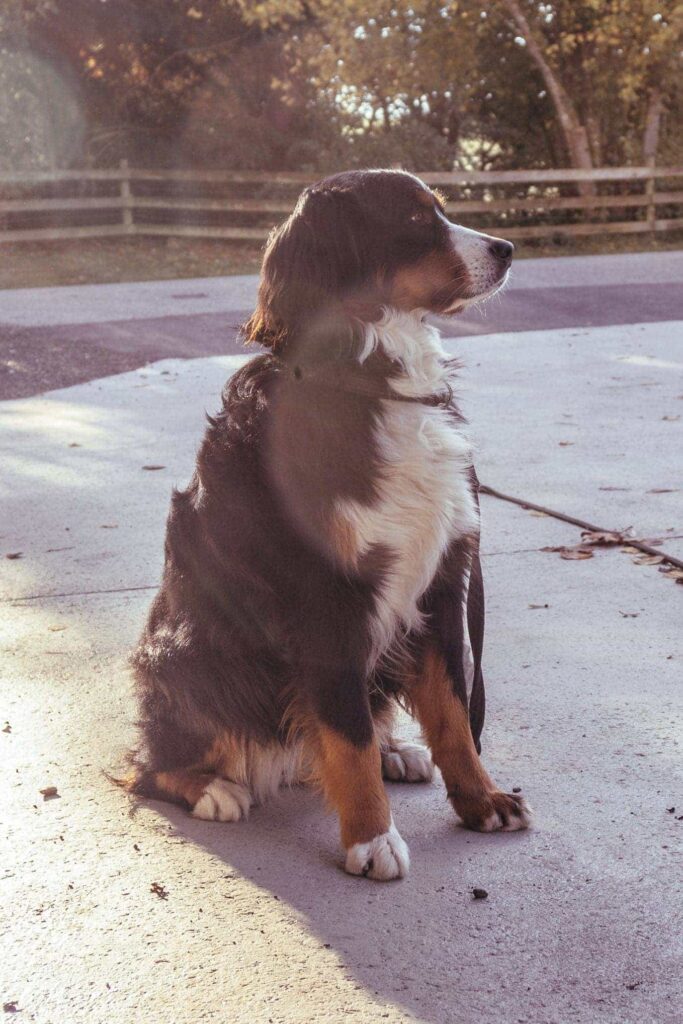 Hund im Sitz auf Hof