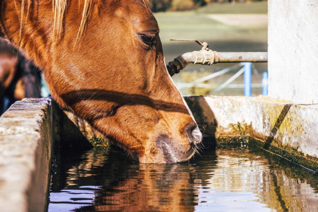 Pferd welches aus Brunnen trinkt