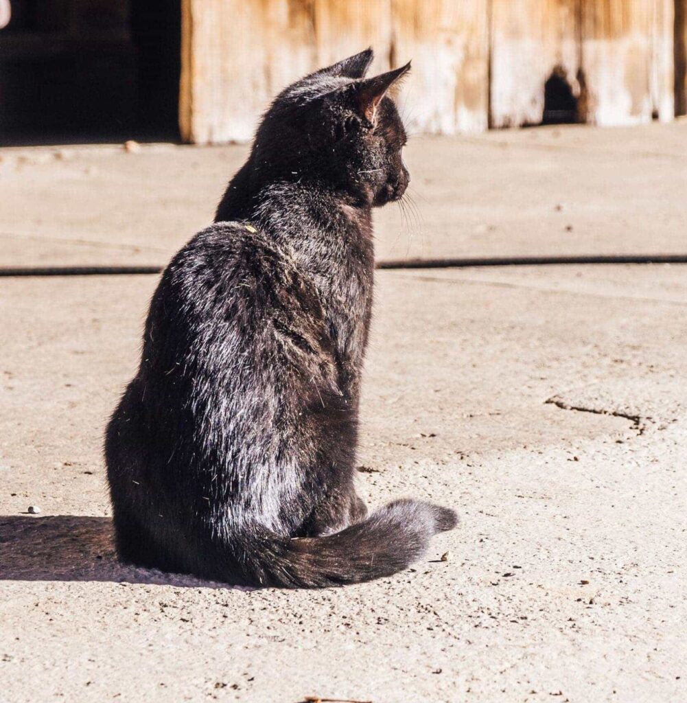 Junge Katze von hinten auf Hof