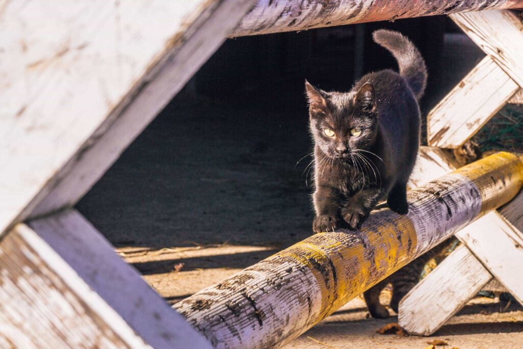 Junge Katze welche an Pferdehinderns kratzt