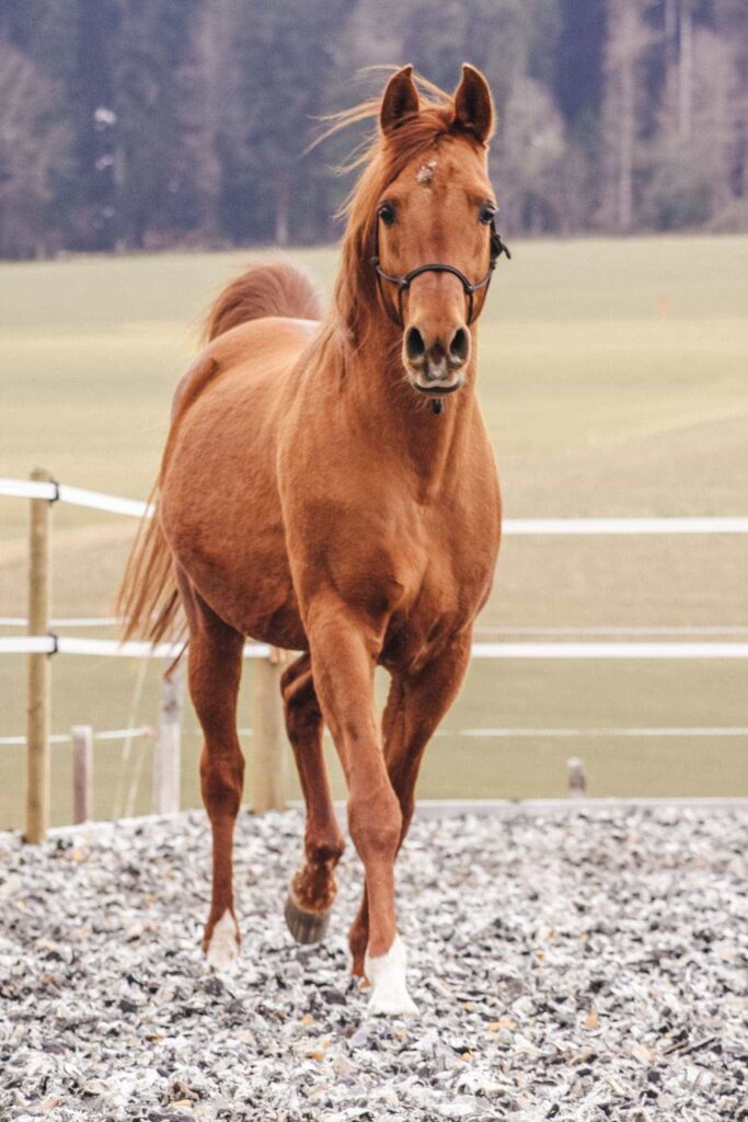 Pferd welches über Reitplat läuft