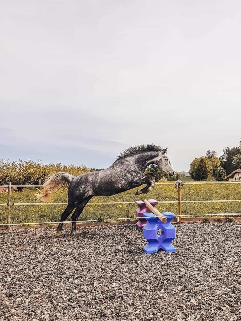 Pferd welches über ein Hindernis springt