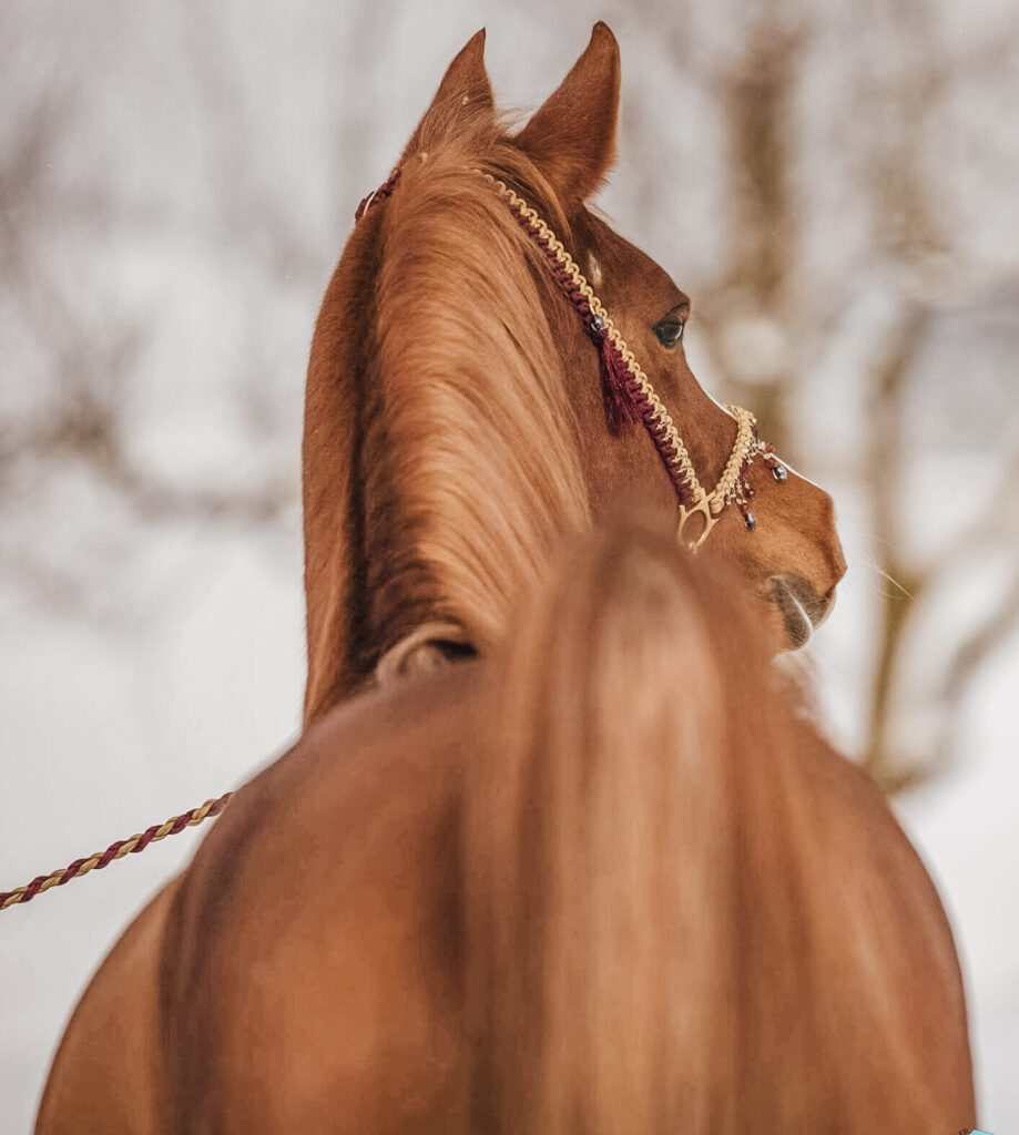Pferd der Rasse Araber von hinten