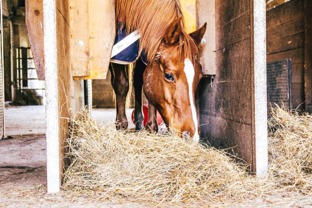 Pferd welches im Stall Heu frisst